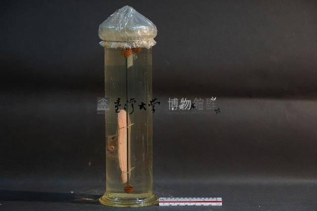 腎臟剖面(豬)藏品圖，第2張