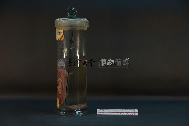 豬腎 (解剖與色素注射)藏品圖，第2張
