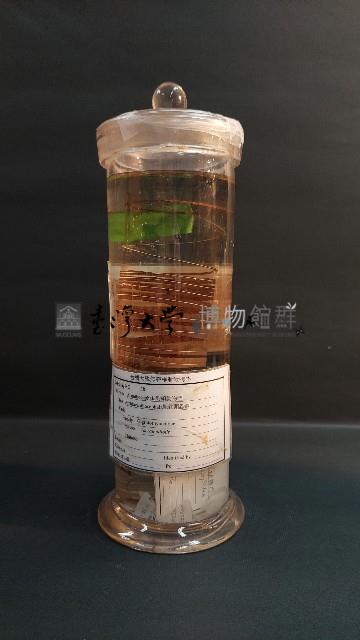 有鉤條蟲藏品圖，第2張