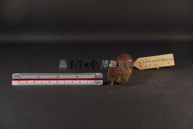 史密斯絨鼠藏品圖，第2張