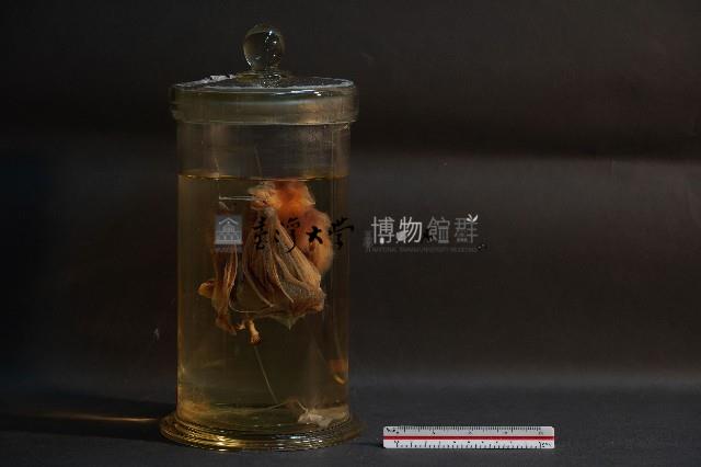 蝙蝠藏品圖，第2張