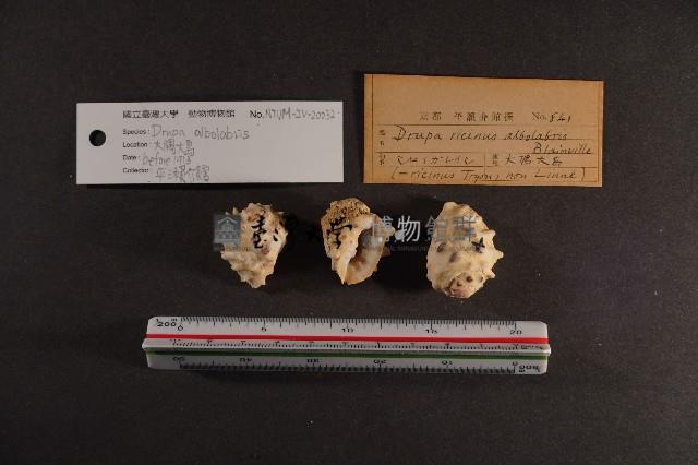 白齒岩螺藏品圖，第2張