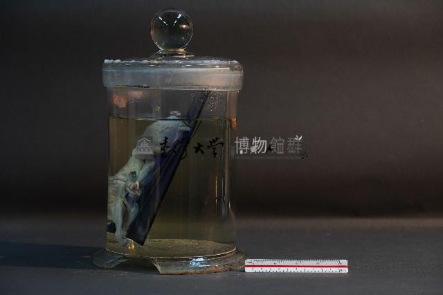 羊的胚胎藏品圖，第2張