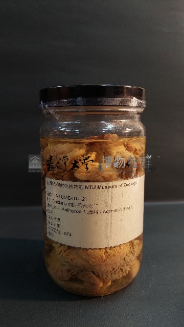 羽狀海葵藏品圖，第2張