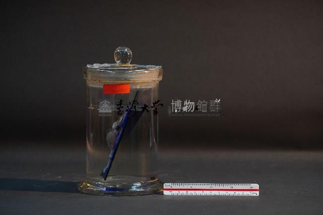 臺灣穿山甲的胎兒在母體內發育過程-2藏品圖，第2張