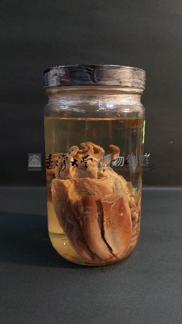 尖烏賊藏品圖，第2張