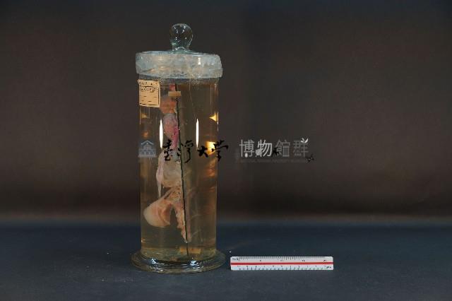 哺乳類的泌尿生殖系統藏品圖，第2張