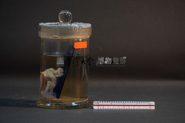 臺灣穿山甲的胚胎藏品圖，第2張