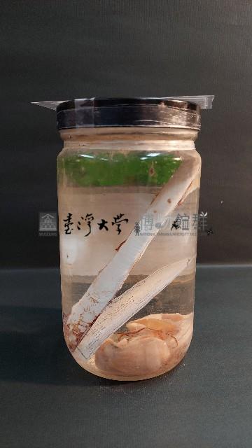 竹蟶藏品圖，第2張