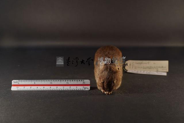 小黃腹鼠藏品圖，第2張