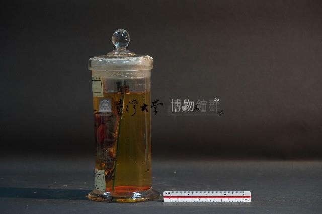 蟾蜍解剖藏品圖，第2張