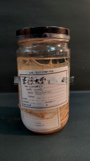 蛔蟲藏品圖，第2張