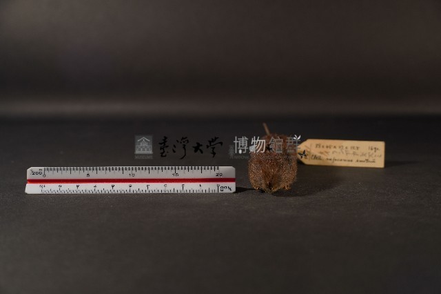 史密斯絨鼠藏品圖，第2張