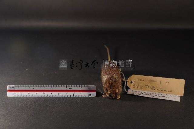 臺灣森鼠藏品圖，第2張