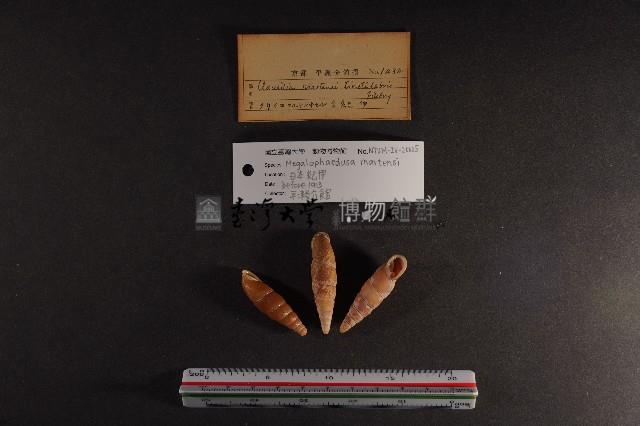 煙管螺藏品圖，第2張