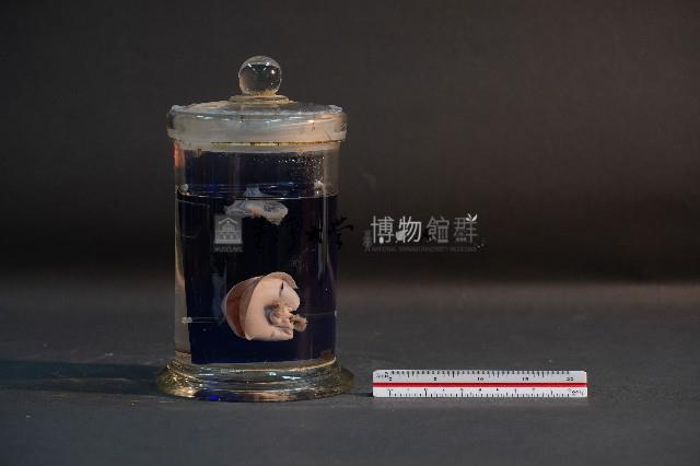 臺灣穿山甲的胚胎藏品圖，第2張