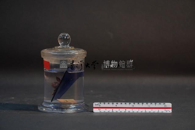 嚙齒類的胚胎藏品圖，第2張