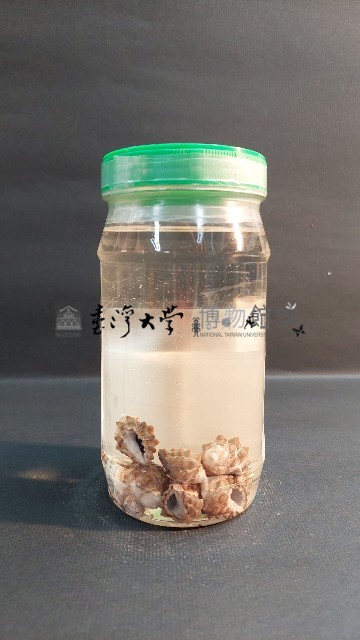 骨螺藏品圖，第2張