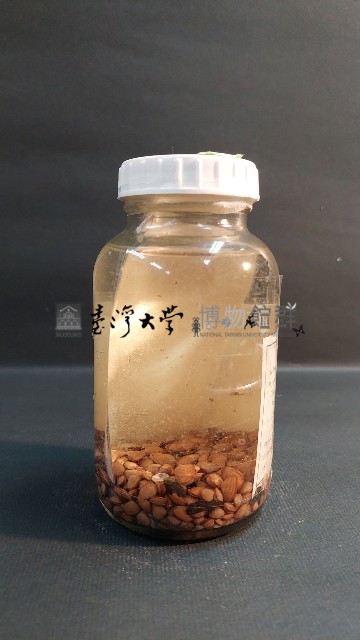 花蜆藏品圖，第2張