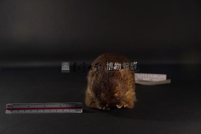 鬼鼠藏品圖，第2張