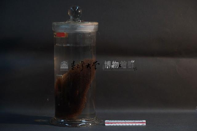 赤腹松鼠藏品圖，第2張