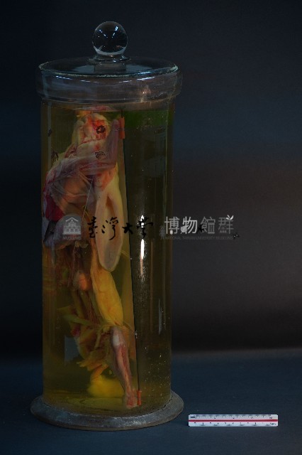 兔的解剖藏品圖，第2張