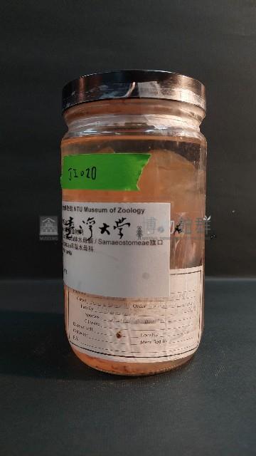 海月水母藏品圖，第2張