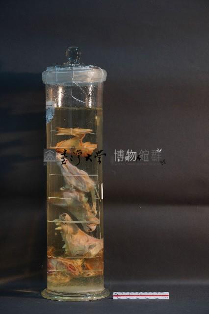 犬之頭骨切面藏品圖，第2張