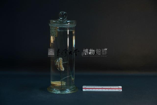 石鱉 (錦石鱉和海膽石鱉)藏品圖，第2張