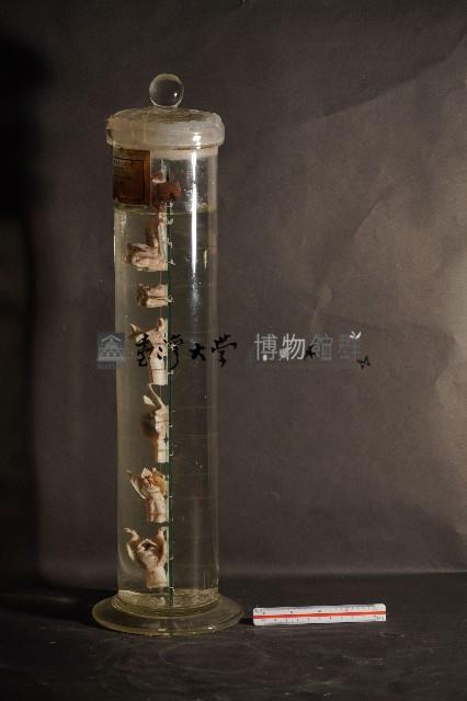 犬之咽喉藏品圖，第2張