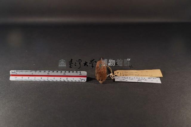 臺灣煙尖鼠藏品圖，第2張