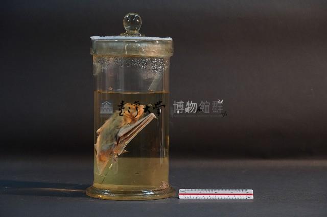 蝙蝠藏品圖，第2張