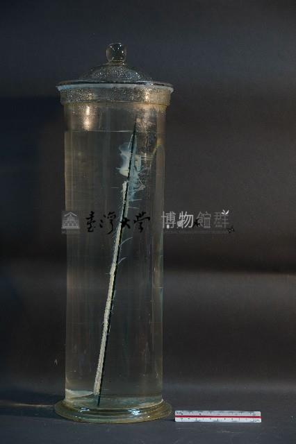 鯊魚的骨骼藏品圖，第2張