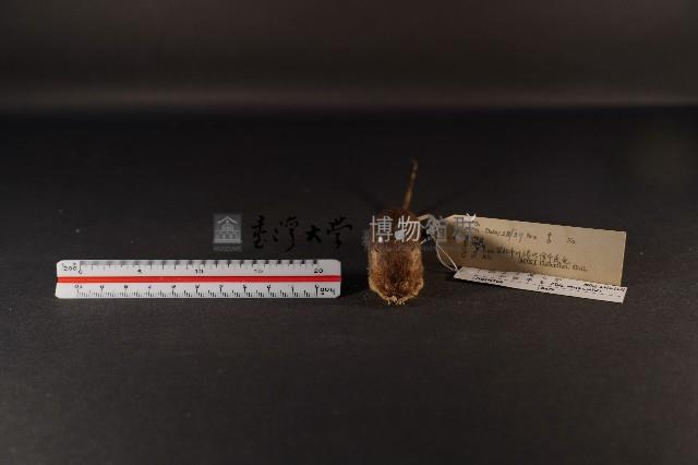 小家鼠藏品圖，第2張