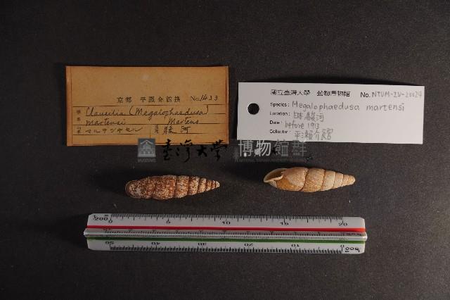 煙管螺藏品圖，第2張