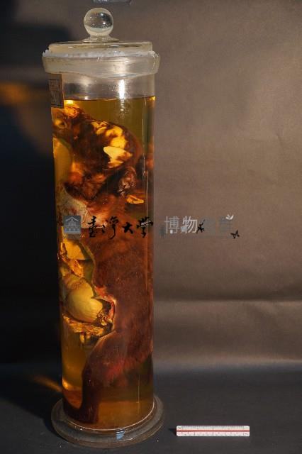 犬之內臟器官藏品圖，第2張