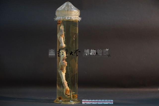 貓的前後腿肌肉藏品圖，第2張