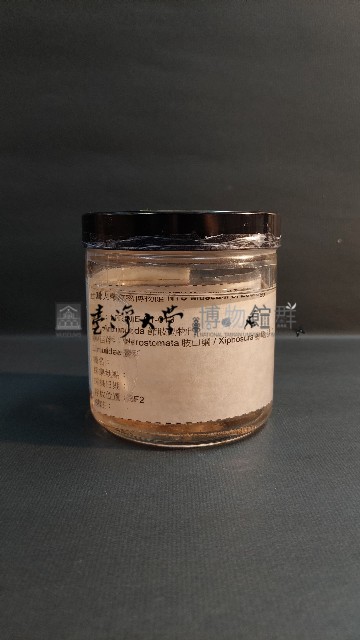 鱟藏品圖，第2張