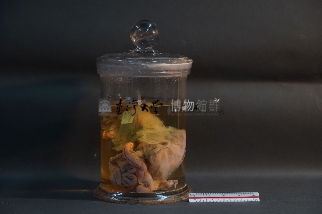臺灣雌性穿山甲的內部器官(含胚胎)藏品圖，第2張
