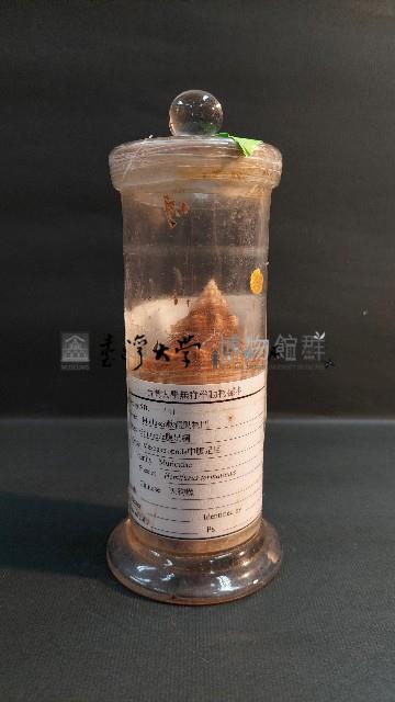 赤香螺藏品圖，第2張