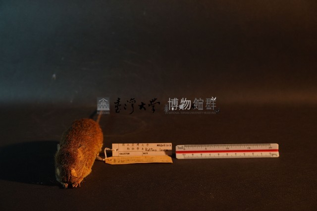 小黃腹鼠藏品圖，第2張