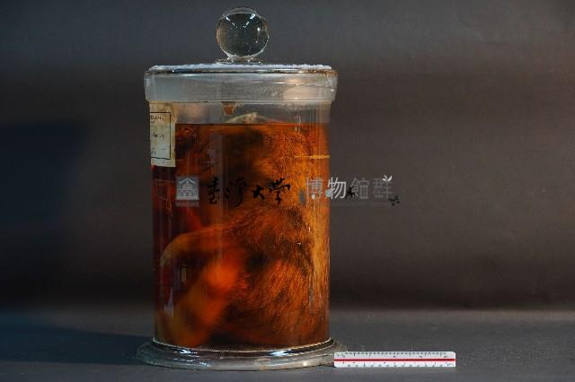 麝香貓藏品圖，第2張