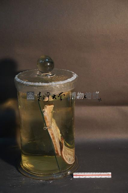 家犬(軀幹部橫切面)藏品圖，第2張