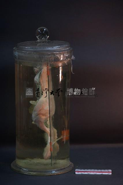 兔的解剖藏品圖，第2張