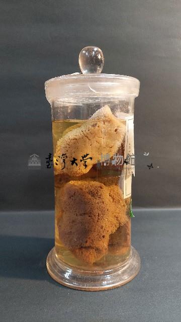海綿藏品圖，第2張