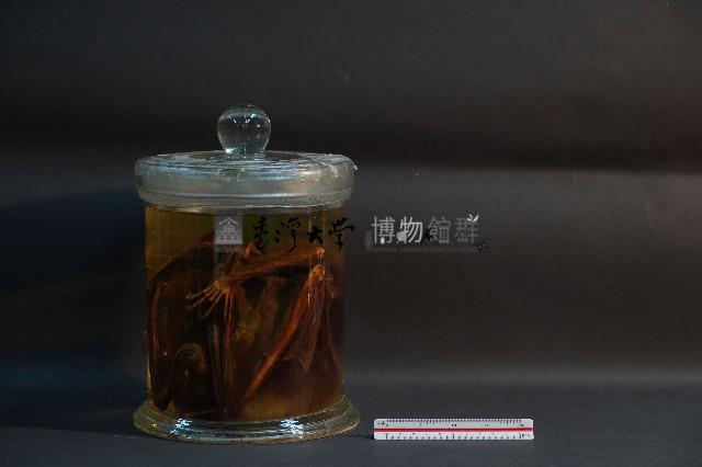 狐蝠藏品圖，第2張