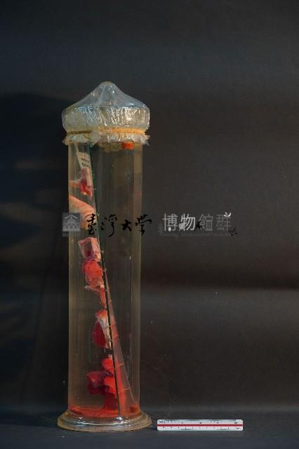 脊椎動物呼吸器官之比較藏品圖，第2張