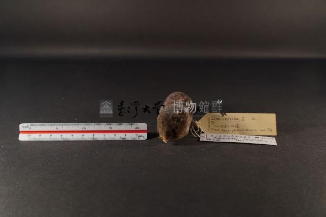 山階氏鼩鼱藏品圖，第2張