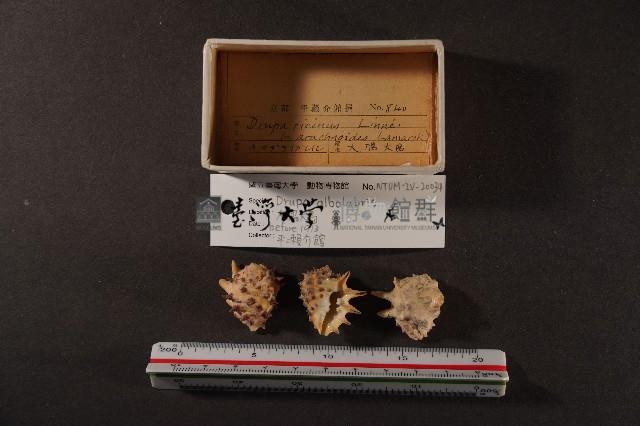 白齒岩螺藏品圖，第2張