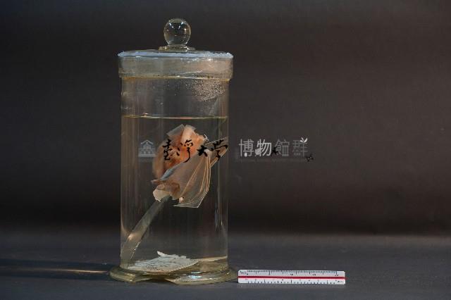 蝙蝠藏品圖，第2張